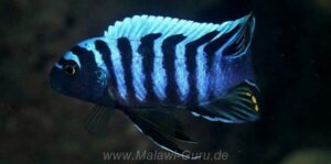 Cynotilapia zebroides 'Ngwasi'